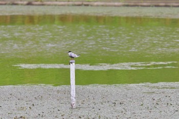 クロハラアジサシ 境川遊水地公園 2022年6月7日(火)