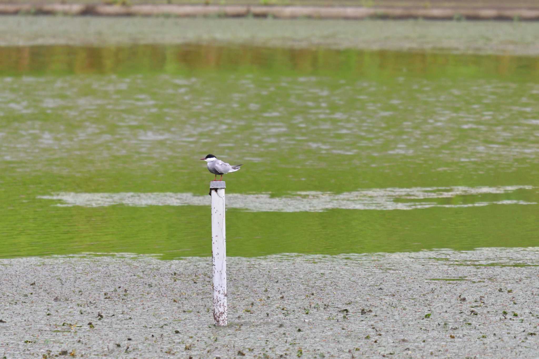 Photo of Whiskered Tern at 境川遊水地公園 by やなさん