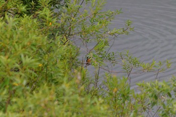 Common Kingfisher 境川遊水地公園 Tue, 6/7/2022