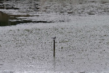 Whiskered Tern 境川遊水地公園 Tue, 6/7/2022