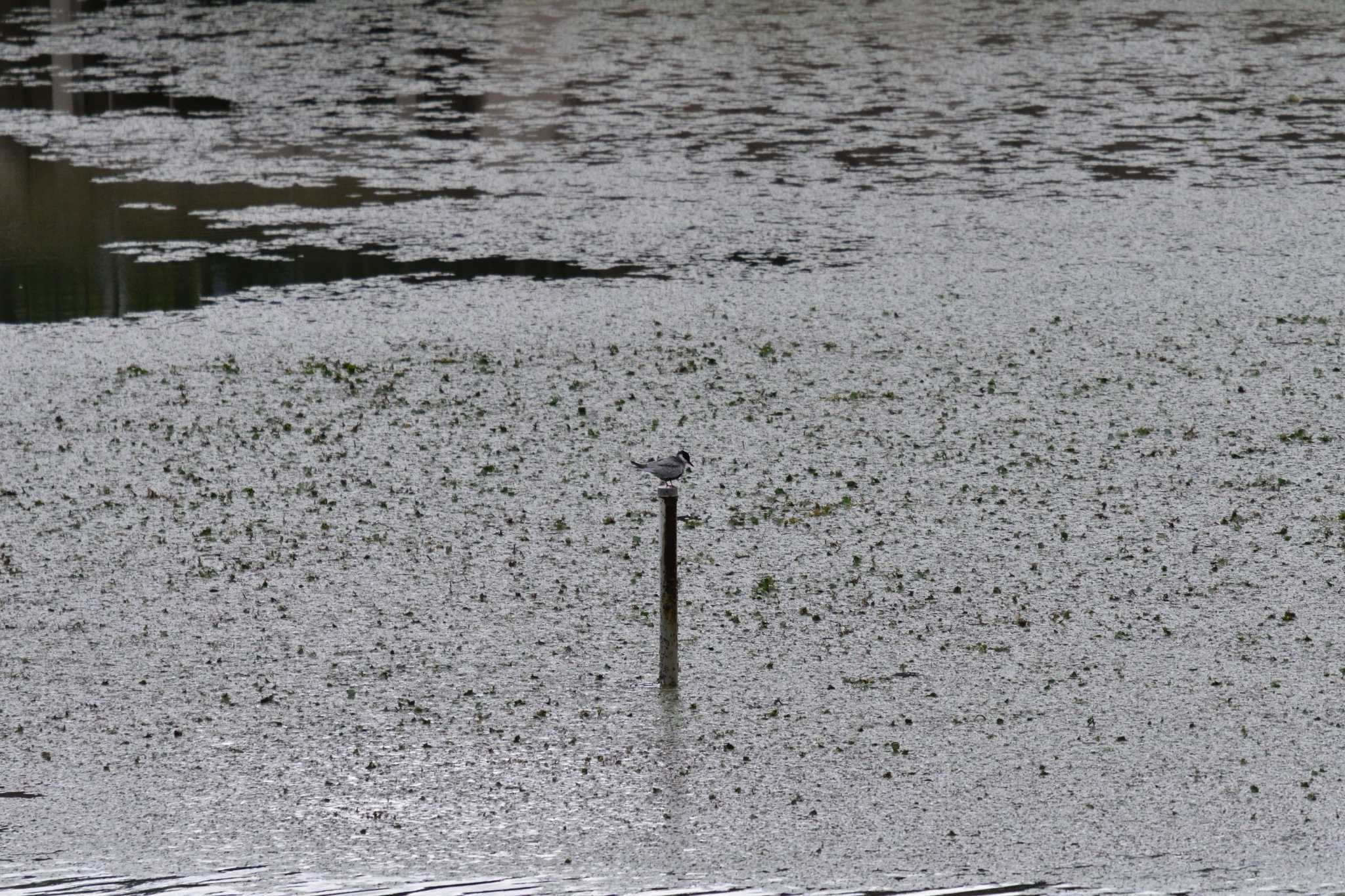 Photo of Whiskered Tern at 境川遊水地公園 by やなさん