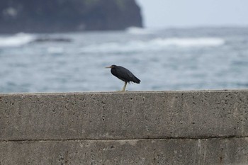 2022年6月7日(火) 松江市島根町の野鳥観察記録