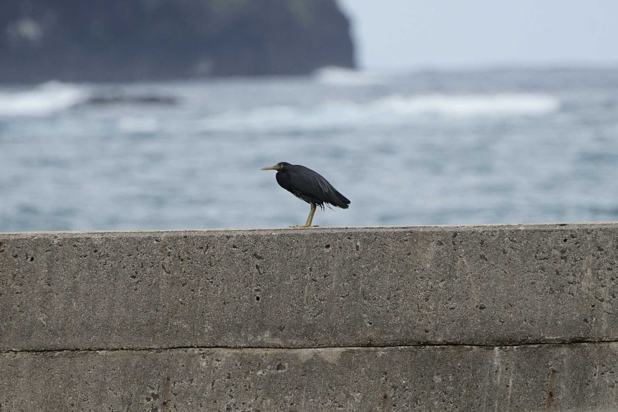 松江市島根町 クロサギの写真 by ひらも