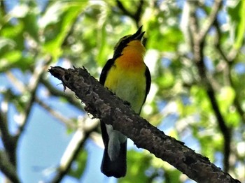 2022年6月7日(火) 舞岡公園の野鳥観察記録