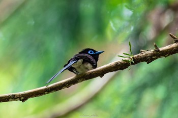 2022年6月5日(日) 八王子城跡の野鳥観察記録