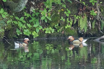 Mandarin Duck 鏡池 Tue, 5/31/2022