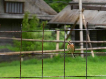 ホオジロ 西湖野鳥の森公園 2022年6月7日(火)