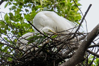 Great Egret(modesta)  神奈川県 Tue, 6/7/2022