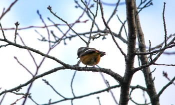 2022年3月3日(木) 鴨川の野鳥観察記録