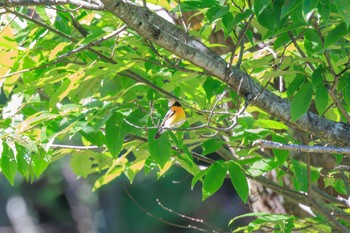 Tue, 6/7/2022 Birding report at 各務野自然遺産の森