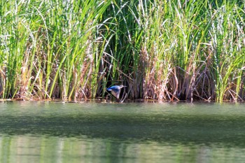 Common Kingfisher 各務野自然遺産の森 Tue, 6/7/2022