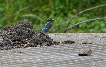 2022年6月7日(火) 恩智川治水緑地の野鳥観察記録