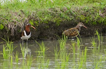 2022年6月7日(火) 東大阪市池島の野鳥観察記録