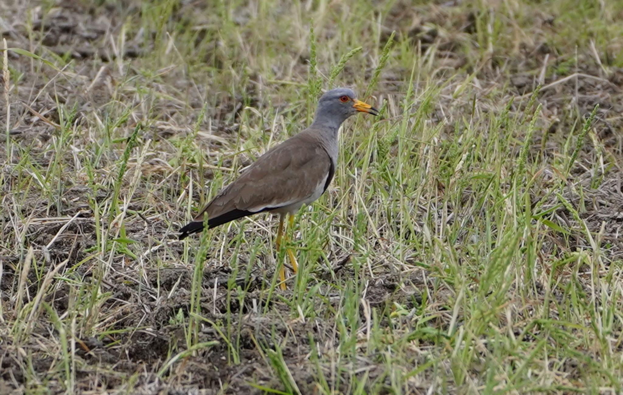 Photo of Grey-headed Lapwing at 東大阪市池島 by アルキュオン