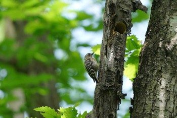 Japanese Pygmy Woodpecker 伊香保森林公園 Sun, 6/5/2022