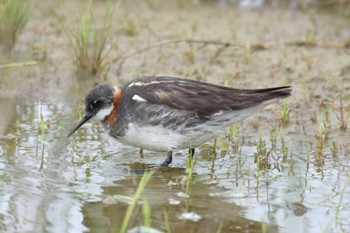 Sat, 6/4/2022 Birding report at 石狩