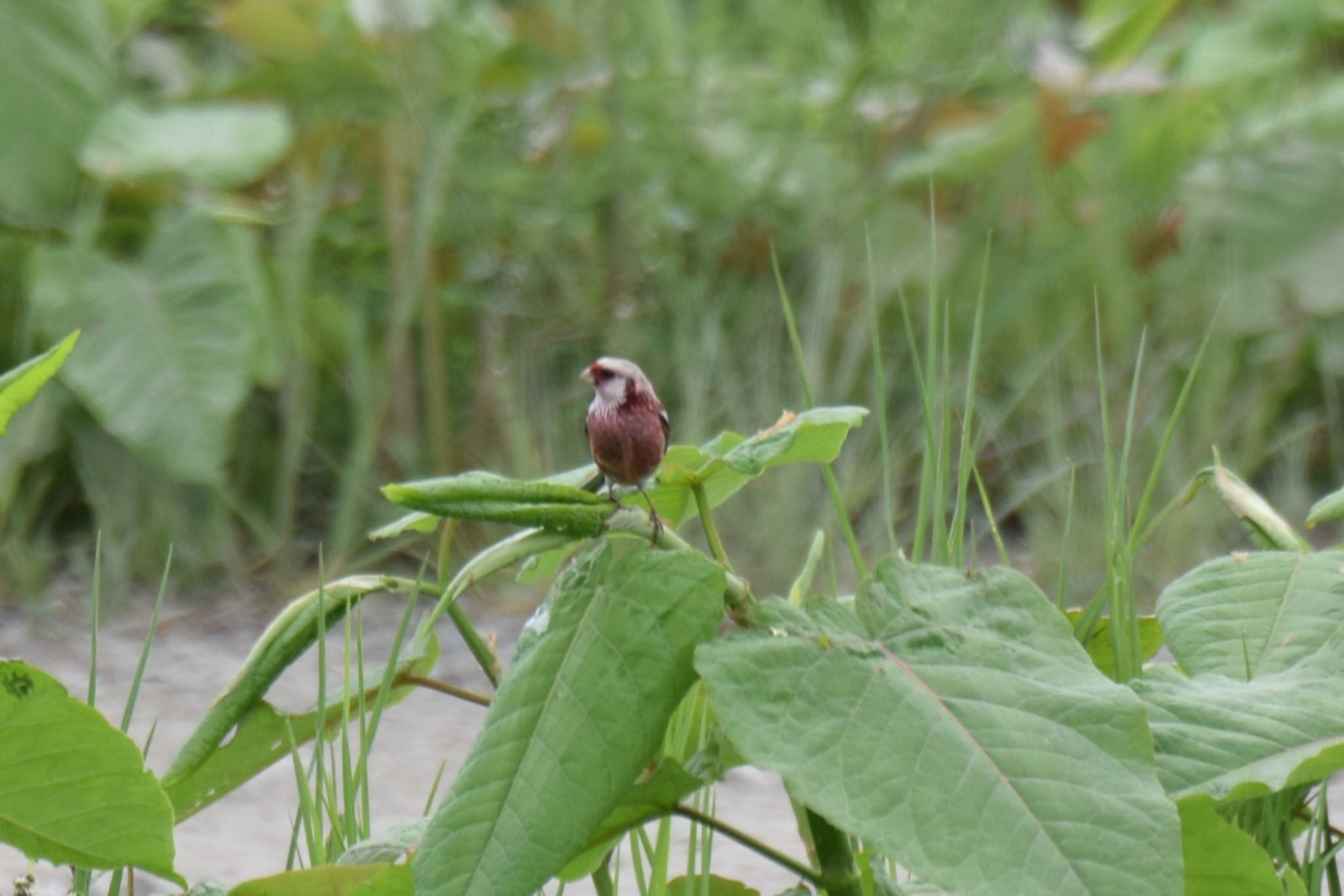 Photo of Siberian Long-tailed Rosefinch at 石狩 by yu