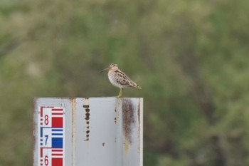 Latham's Snipe 石狩 Fri, 5/20/2022