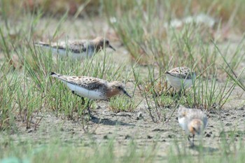 2022年5月25日(水) 石狩の野鳥観察記録