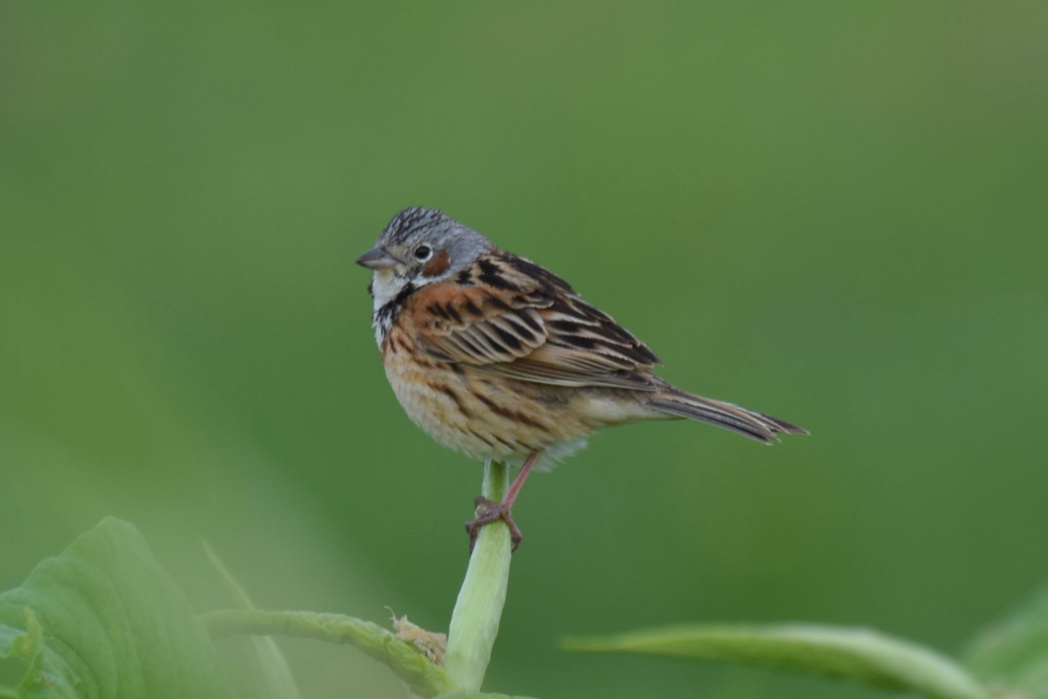 Chestnut-eared Bunting