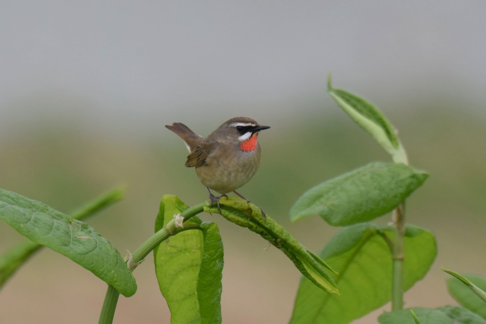 Siberian Rubythroat