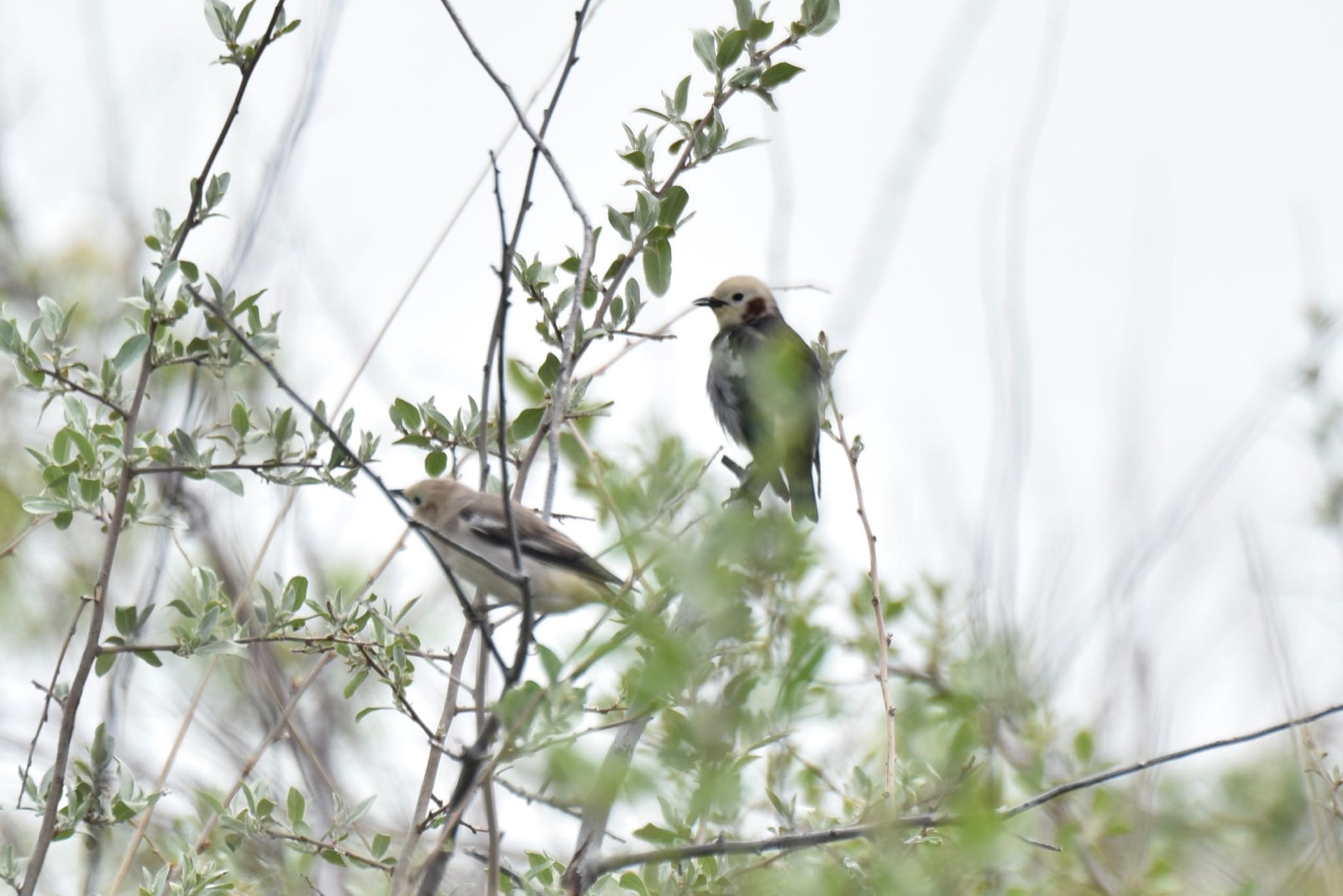 Chestnut-cheeked Starling