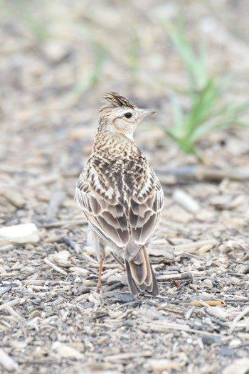 2022年5月20日(金) 石狩の野鳥観察記録