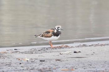 キョウジョシギ 石狩 2022年5月20日(金)