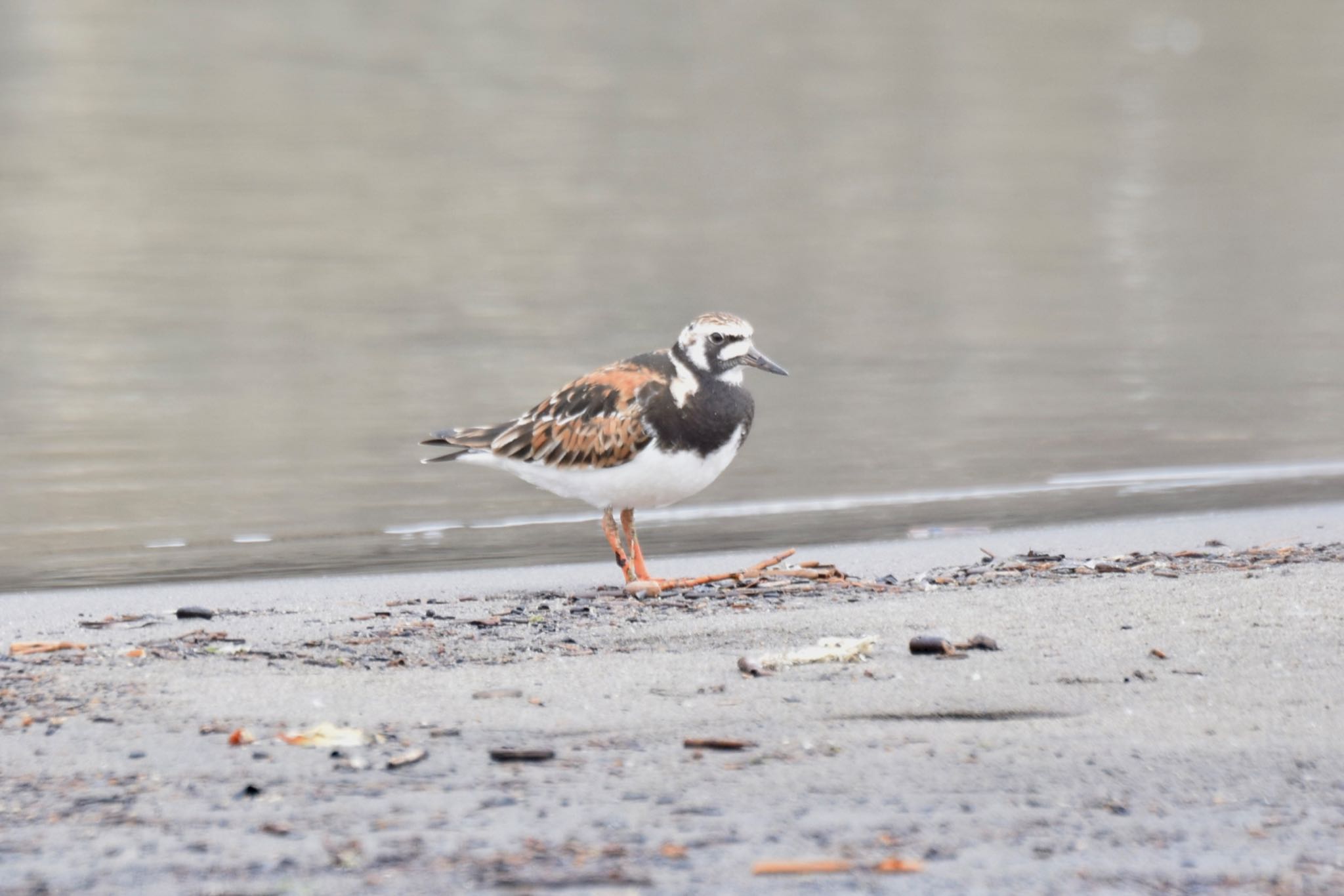 Photo of Ruddy Turnstone at 石狩 by yu