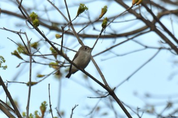 Thu, 5/5/2022 Birding report at 北海道