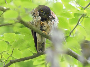 2022年6月5日(日) 多摩森林科学園の野鳥観察記録