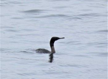 2022年4月17日(日) 城ヶ島の野鳥観察記録