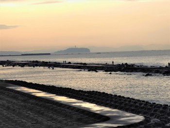 ヒドリガモ 柳島海岸 2022年4月18日(月)