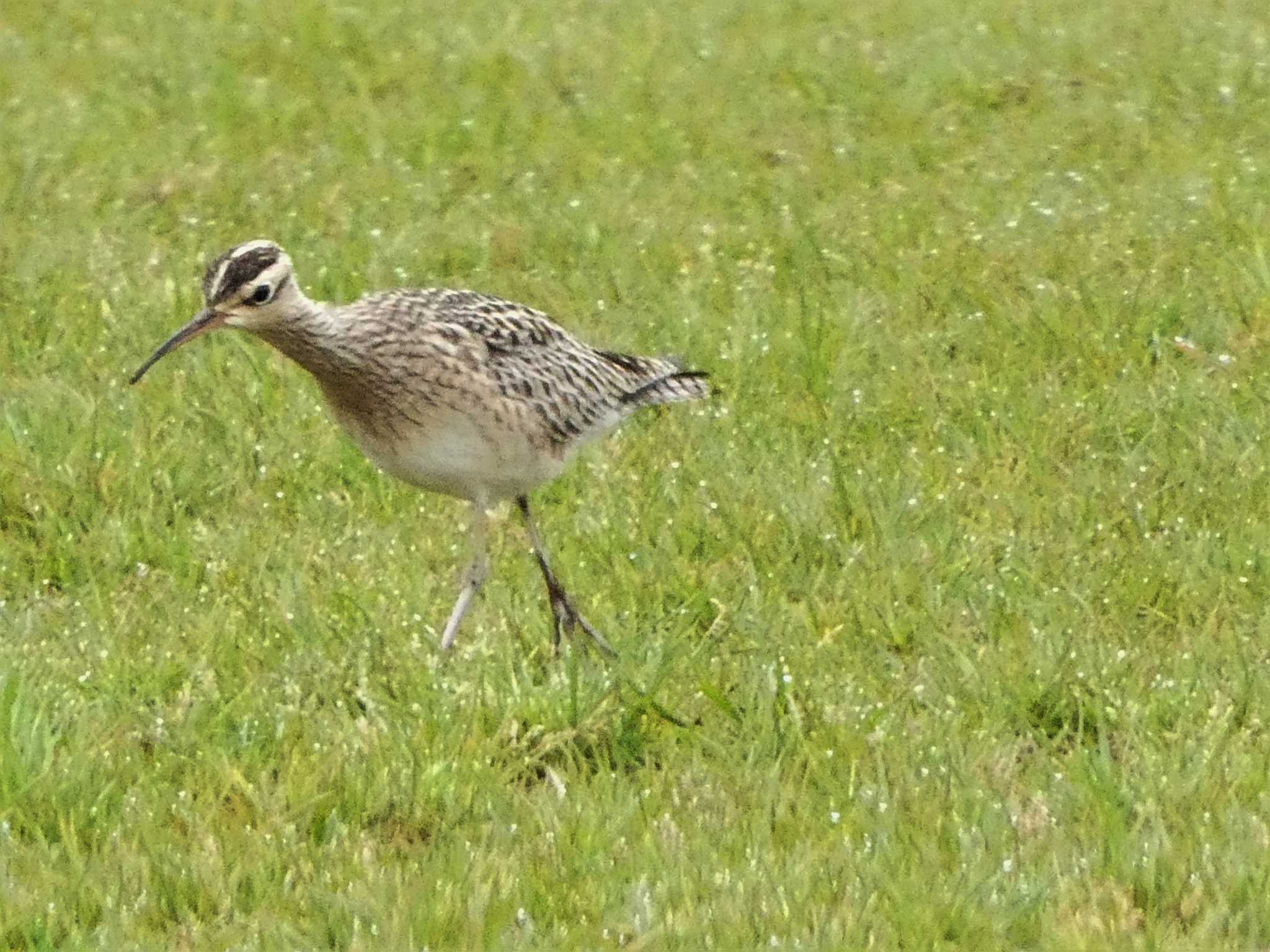 Photo of Little Curlew at 酒匂川河口 by koshi