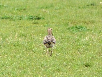 Little Curlew 酒匂川河口 Mon, 4/18/2022