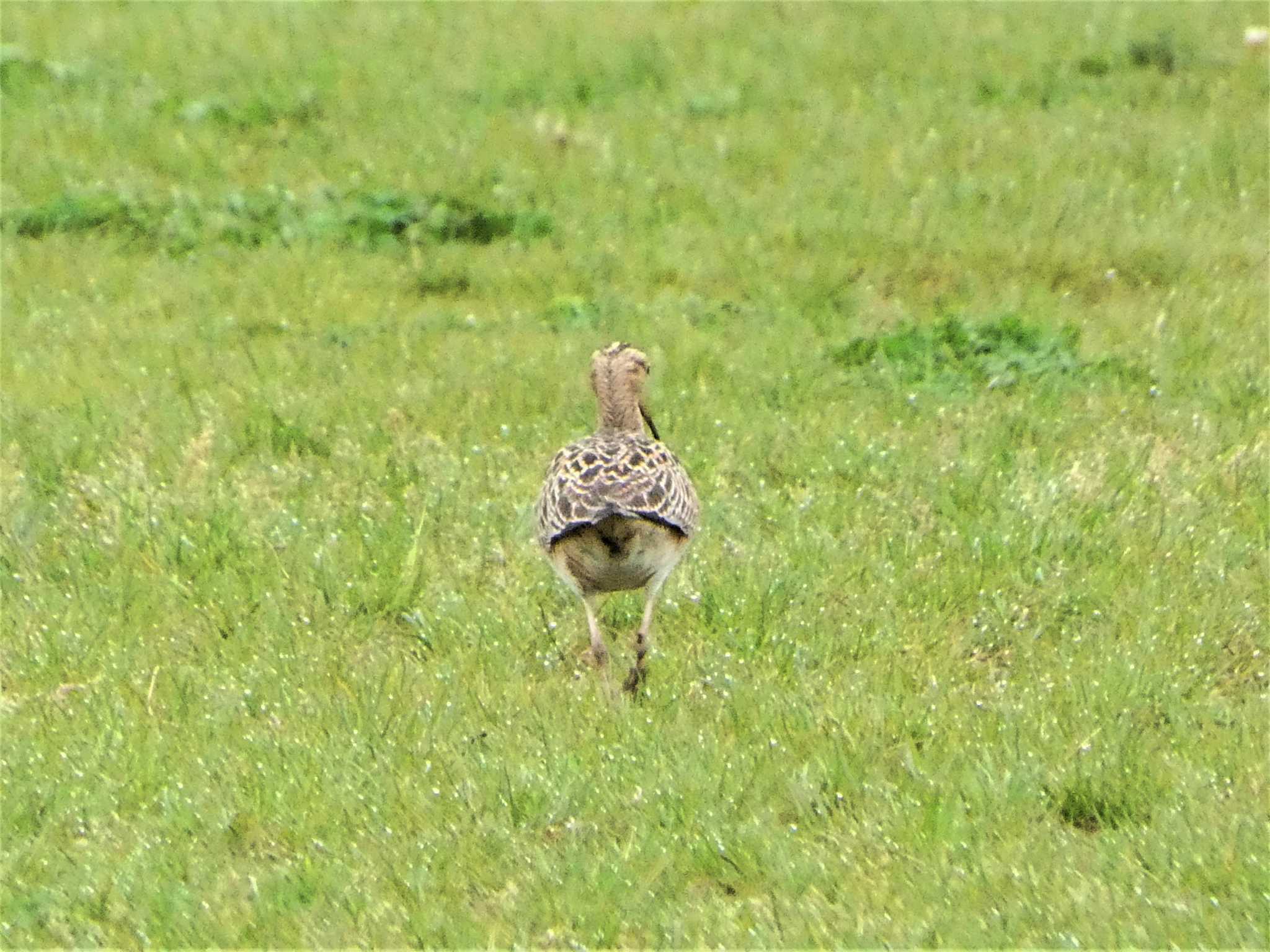 Photo of Little Curlew at 酒匂川河口 by koshi