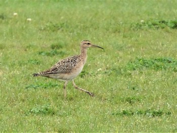 Little Curlew 酒匂川河口 Mon, 4/18/2022