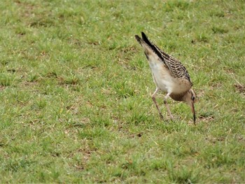 Little Curlew 酒匂川河口 Mon, 4/18/2022