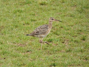 Little Curlew 酒匂川河口 Mon, 4/18/2022