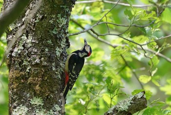 アカゲラ 伊香保森林公園 2022年6月5日(日)