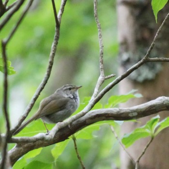 Japanese Bush Warbler 大台ヶ原 Sun, 6/5/2022