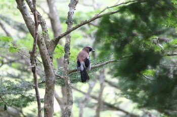 Eurasian Jay 大台ヶ原 Sun, 6/5/2022