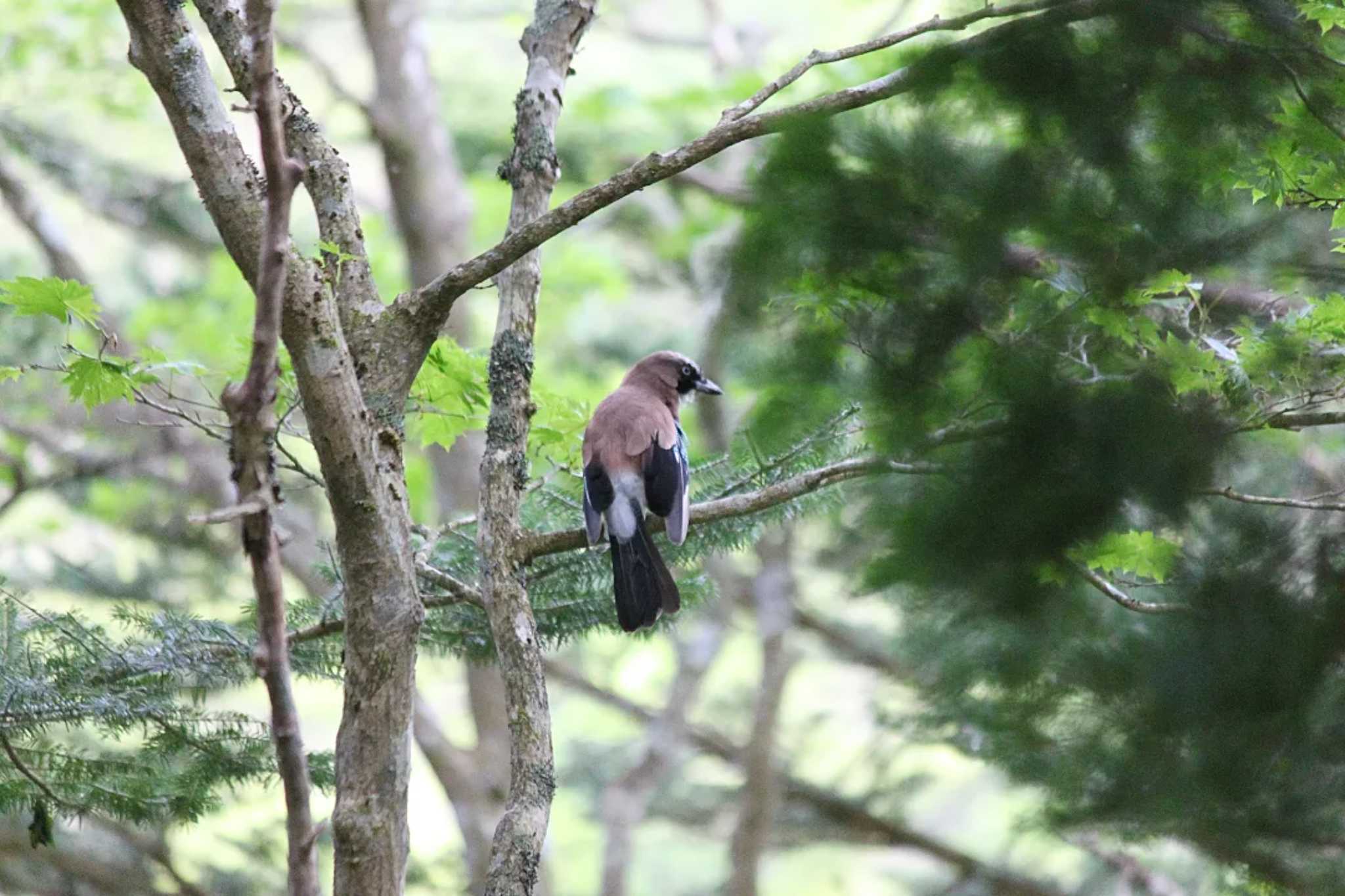 Photo of Eurasian Jay at 大台ヶ原 by utau_tori