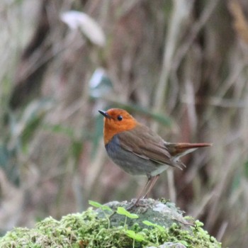 2022年6月5日(日) 大台ヶ原の野鳥観察記録