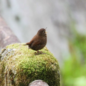 Eurasian Wren 大台ヶ原 Sun, 6/5/2022