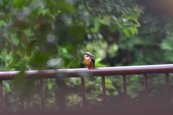 カワセミ 長浜公園 2022年6月8日(水)