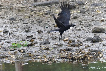 2022年6月8日(水) 長浜公園の野鳥観察記録