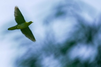 2022年6月8日(水) 福井緑地(札幌市西区)の野鳥観察記録