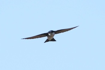 イワツバメ 東京港野鳥公園 2022年6月4日(土)