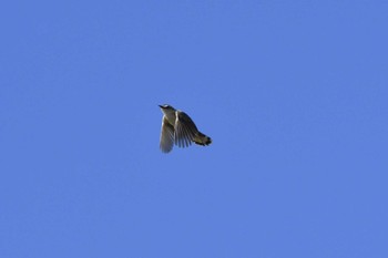 2022年6月8日(水) 愛知県豊田市逢妻女川周辺の野鳥観察記録